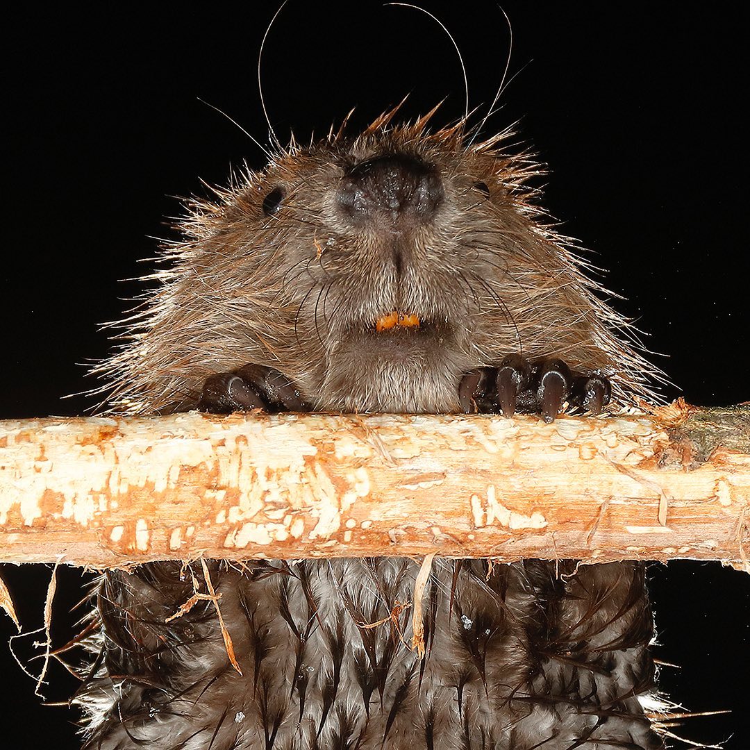 hód1_2022_Vincze Bálint.jpg